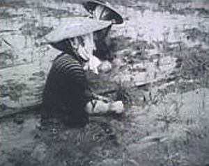 戦前の亀田郷での稲刈り